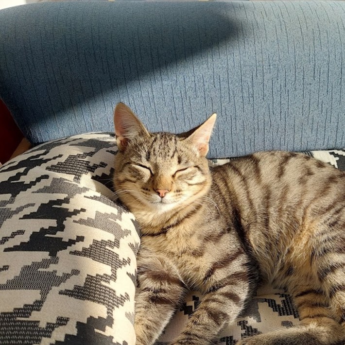 A kitty sunbathing in a outside sofa
